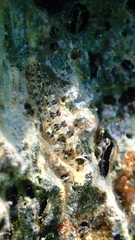 Parablennius incognitus