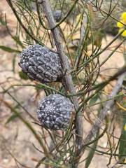Allocasuarina
