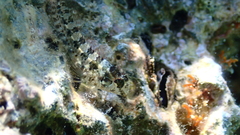 Parablennius incognitus