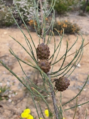 Allocasuarina