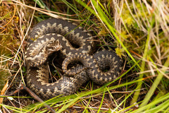 Vipera berus