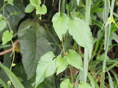 Reynoutria multiflora