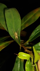 Anyphaenidae