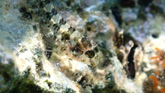 Parablennius incognitus