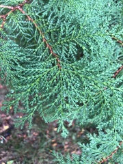 Chamaecyparis thyoides