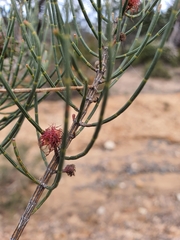 Allocasuarina