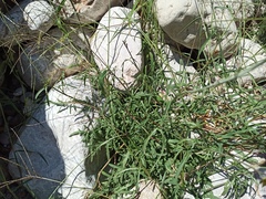 Digitaria ischaemum
