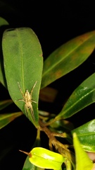 Anyphaenidae