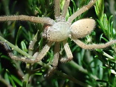 Neosparassus