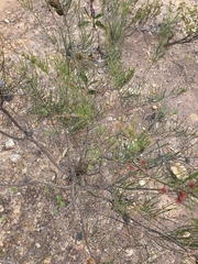 Allocasuarina