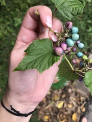 Ampelopsis