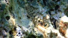 Parablennius incognitus