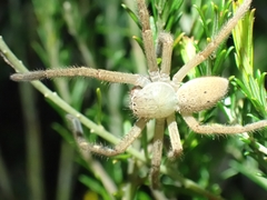 Neosparassus