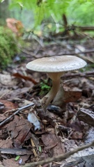 Ampulloclitocybe clavipes