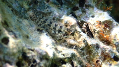 Parablennius incognitus