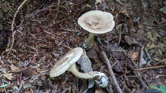 Ampulloclitocybe clavipes