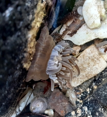 Anemonia viridis