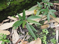 Boehmeria densiflora