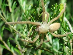Neosparassus