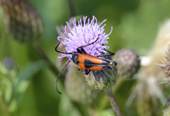 Stictoleptura cordigera