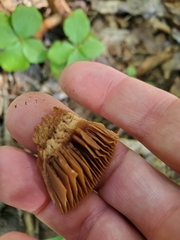 Cortinarius armillatus