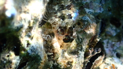Parablennius incognitus