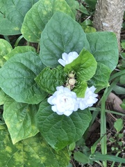 Clerodendrum chinense