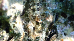 Parablennius incognitus