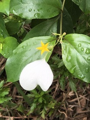 Mussaenda formosanum