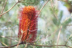 Banksia ericifolia