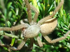 Neosparassus
