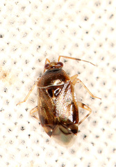 Deraeocoris lutescens