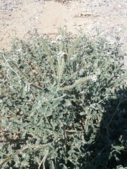 Heliotropium