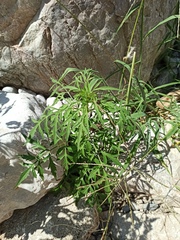 Bidens subalternans