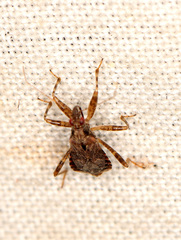 Himacerus mirmicoides