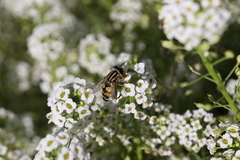 Helophilus trivittatus