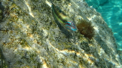 Thalassoma pavo