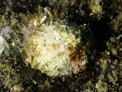 Patella caerulea