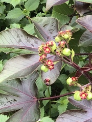 Jatropha gossypiifolia