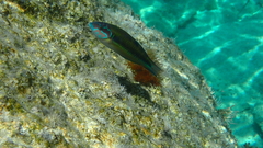 Thalassoma pavo