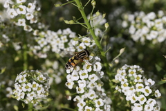 Helophilus trivittatus