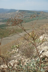 Astrodaucus littoralis
