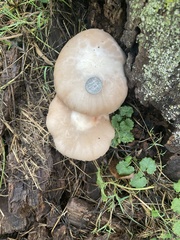 Pluteus