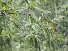 Boehmeria densiflora