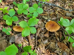 Cortinarius armillatus