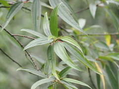 Boehmeria densiflora