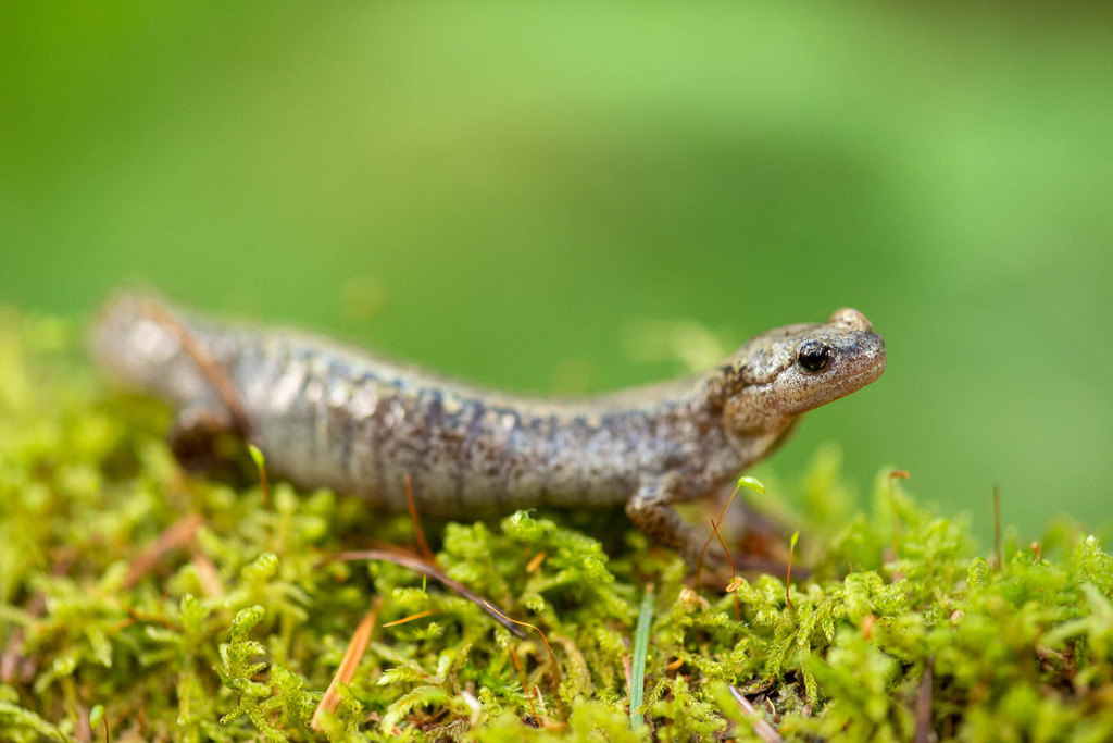 Siberian Newt