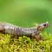 Salamandra Siberiana - Photo (c) michaneur, algunos derechos reservados (CC BY-NC)