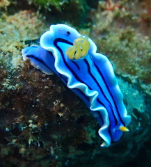 Chromodoris lochi