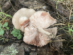 Pluteus